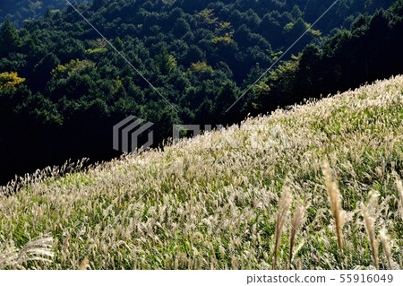 Hakone Sengokuhara Susuki Prairie Hakone Sengokuhara Susuki Prairie 55916049