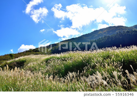 箱根仙石原Susuki Prairie 箱根仙石原Susuki Prairie 55916346