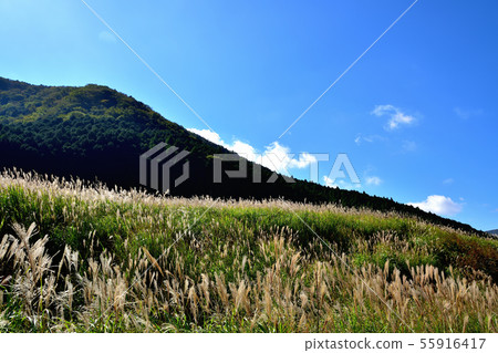 Hakone Sengokuhara Susuki Prairie 55916417
