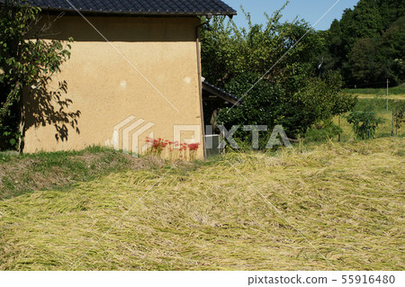 Tottori Four Seasons Walk Autumn Birth Temple 55916480