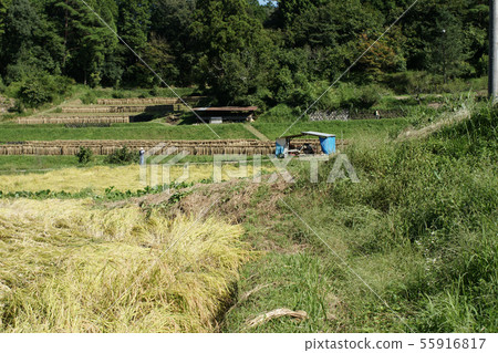 四季秋天Mimasaka的散步 55916817