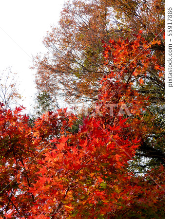 Autumnal gradation of Tarakyo 55917886