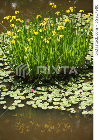 Harima Chuo Park的牡蠣 55917980