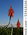 Aloe flowers 55918166