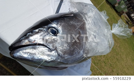 這頭金槍魚的負責人 這頭金槍魚的負責人 55918229