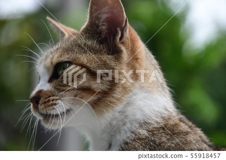 Tabby cat expression Tabby cat expression 55918457