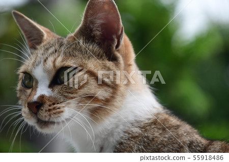 Tabby cat expression Tabby cat expression 55918486