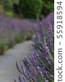 薰衣草的路徑 55918594