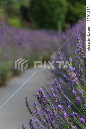 Lavender path Lavender path 55918594