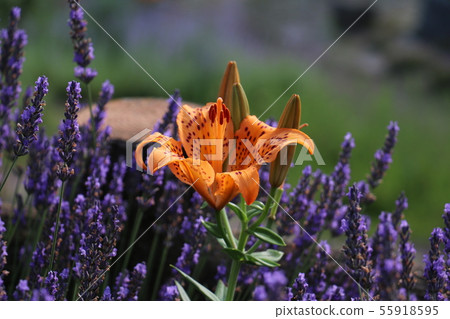 莉莉在薰衣草 莉莉在薰衣草 55918595