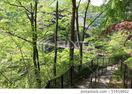 調查綠色的橋樑 調查綠色的橋樑 55918602