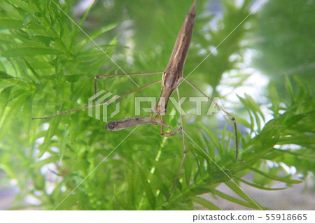 水螳螂 水螳螂 55918665