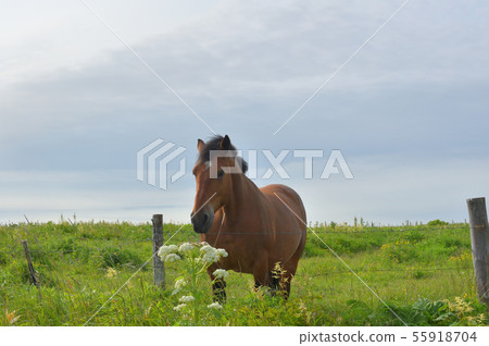 Horse Horse 55918704
