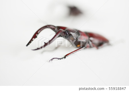 Sawtooth stag white background insect insect biology summer vacation 55918847