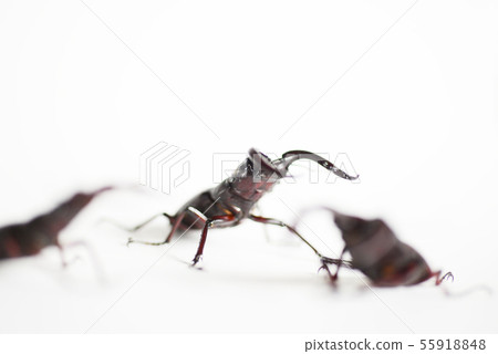 鋸齒雄鹿白色背景昆蟲昆蟲生物暑假 鋸齒雄鹿白色背景昆蟲昆蟲生物暑假 55918848