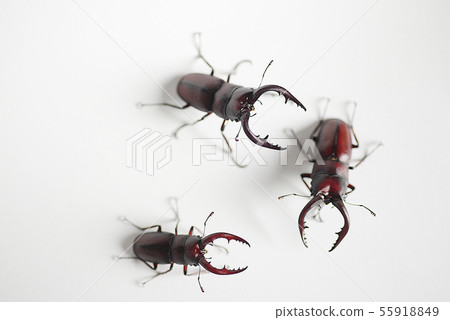 鋸齒雄鹿白色背景昆蟲昆蟲生物暑假 鋸齒雄鹿白色背景昆蟲昆蟲生物暑假 55918849