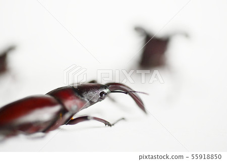 鋸齒雄鹿白色背景昆蟲昆蟲生物暑假 鋸齒雄鹿白色背景昆蟲昆蟲生物暑假 55918850