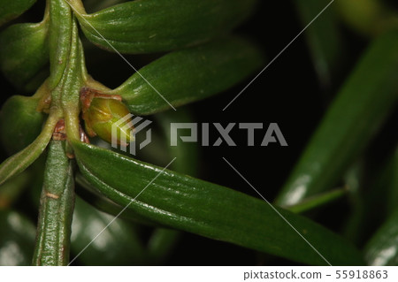 Natural plant kaya, mid-March winter buds (flower buds). It starts to swell a little, but it cannot be distinguished from leaf buds 55918863