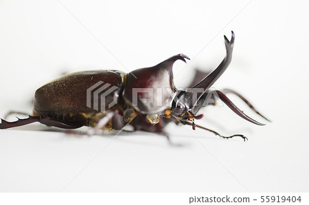 關閉甲蟲並且看了甲蟲白色背景昆蟲昆蟲生物暑假 55919404