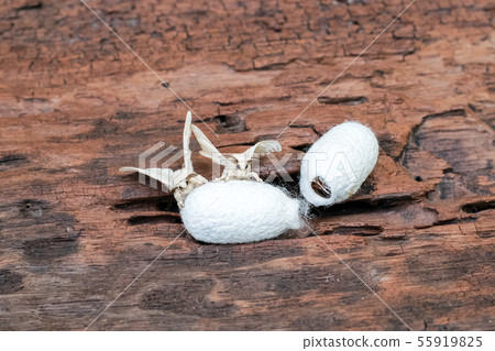 Silk Moth on Silk Cocoon 55919825