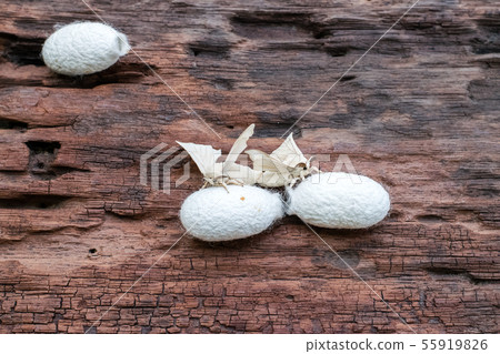 Silk Moth on Silk Cocoon 55919826