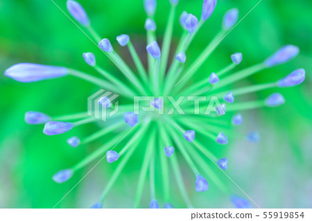 Agapanthus green purple bud bud 55919854