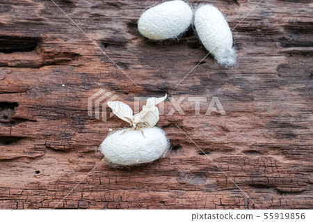 Silk Moth on Silk Cocoon Silk Moth on Silk Cocoon 55919856