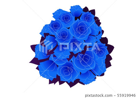 Beautiful colorful blue Roses Flower on white. 55919946