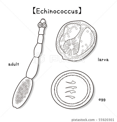 Parasite Echinococcus Echinococcus adult larva egg vector illustration 55920301