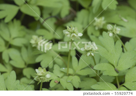 Adoxa moschatellina flowers in spring Adoxa moschatellina flowers in spring 55920774