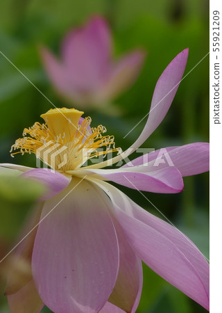 蓮花 蓮花 55921209