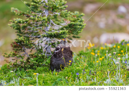 Blue Grouse Blue Grouse 55921363