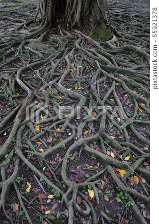 Root of banyan roe Root of banyan roe 55921378
