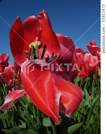 Splashing tulips 55921473
