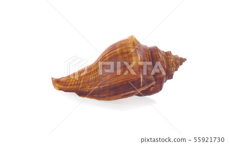 Sea shell an isolated on white background Sea shell an isolated on white background 55921730