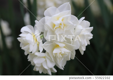 Yaakisaki Narcissus 55922102