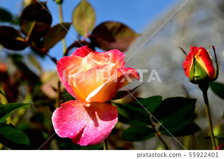盛開的玫瑰在深秋 55922401