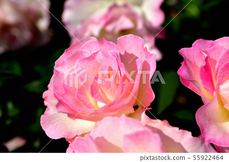 盛開的玫瑰在深秋 55922464