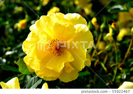 盛開的玫瑰在深秋 55922467