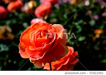 Blooming roses in late autumn Blooming roses in late autumn 55922481