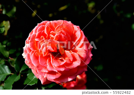 Blooming roses in late autumn Blooming roses in late autumn 55922482