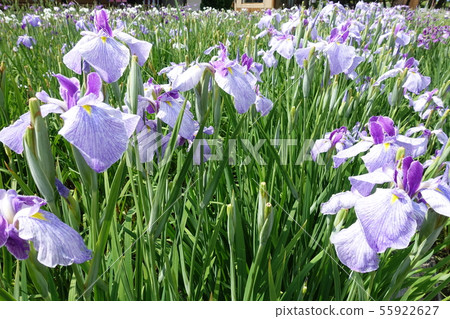 Ayame Ayame 55922627