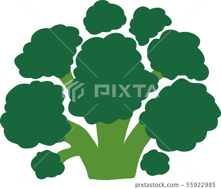 Illustration of simple broccoli - Stock Illustration [55922985] - PIXTA