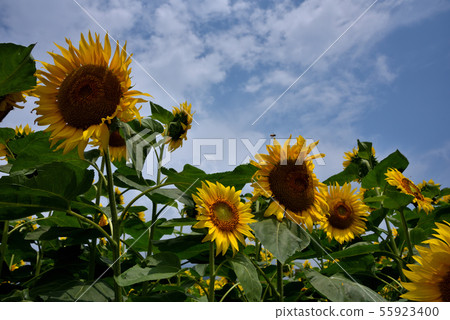 Sunflower field of Akeno Town, Yamanashi prefecture 55923400