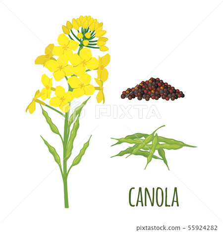 Canola Flowers with Pod and Seeds in flat style. 55924282