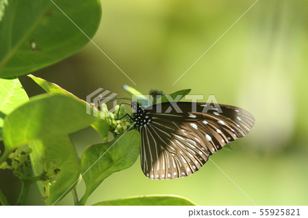 吸收蜂蜜的Tsumamurasaki madara 55925821