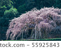Weeping cherry tree of Okuyamada 55925843