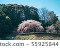 Weeping cherry tree of Okuyamada 55925844