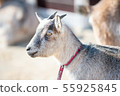 Goat  55925845