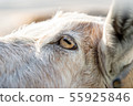 Goat's eye 55925846